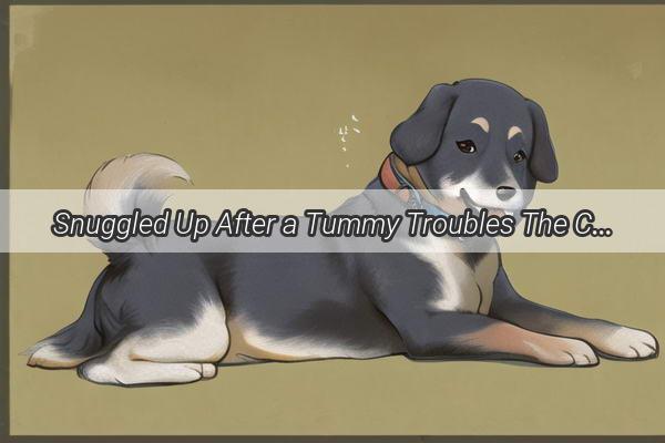 Snuggled Up After a Tummy Troubles The Curious Case of Your Dogs PostVomit Nap